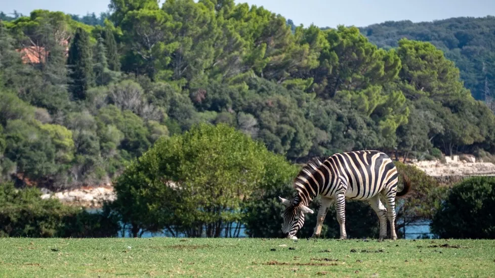 Mustafa Bozbey - Bursa Doğal Yaşam Parkı - Tüm canlılar eşit haklara sahiptir. Bunun bilinciyle mevcut Bursa hayvanat bahçesinin bulunduğu alanın değiştirilmesi ve genişletilmesi hem bize hem de orada yaşayan ev sahiplerine iyi gelecektir.  Tüm canlıların doğal ortamlarına yakın alanlarda yaşatılması ve tüm canlı türlerinin özel bölümlere ayrılması ile yaşam alanları iyileştirilecek. Hayvanat bahçesine safari alanı oluşturarak ziyaretçilere farklı bir heyecan yaşatmak, gözetleme kuleleri oluşturup hayvanların doğal ortamında izlenmesini sağlamak, teleferik veya balon ve açık otobüslerle doğal yaşam alanını yukarıdan izlemek de ziyaretçilere keyifli zamanlar geçirtecek. Ayrı bir bölümde kiralık veya kendi karavanlarıyla konaklama imkanının sunulması da canlı türleri ile aynı ortamın paylaşılması da heyecan verici olmaz mı?  Parkın içinde bulunacak olan tesislerde de özellikle nesli tükenmiş hayvanlarla ilgili bilgilendirme yapılabilmesi ve 4D sinema salonu oluşturularak sinema gösterimlerinin yapılması amaçlanmaktadır.